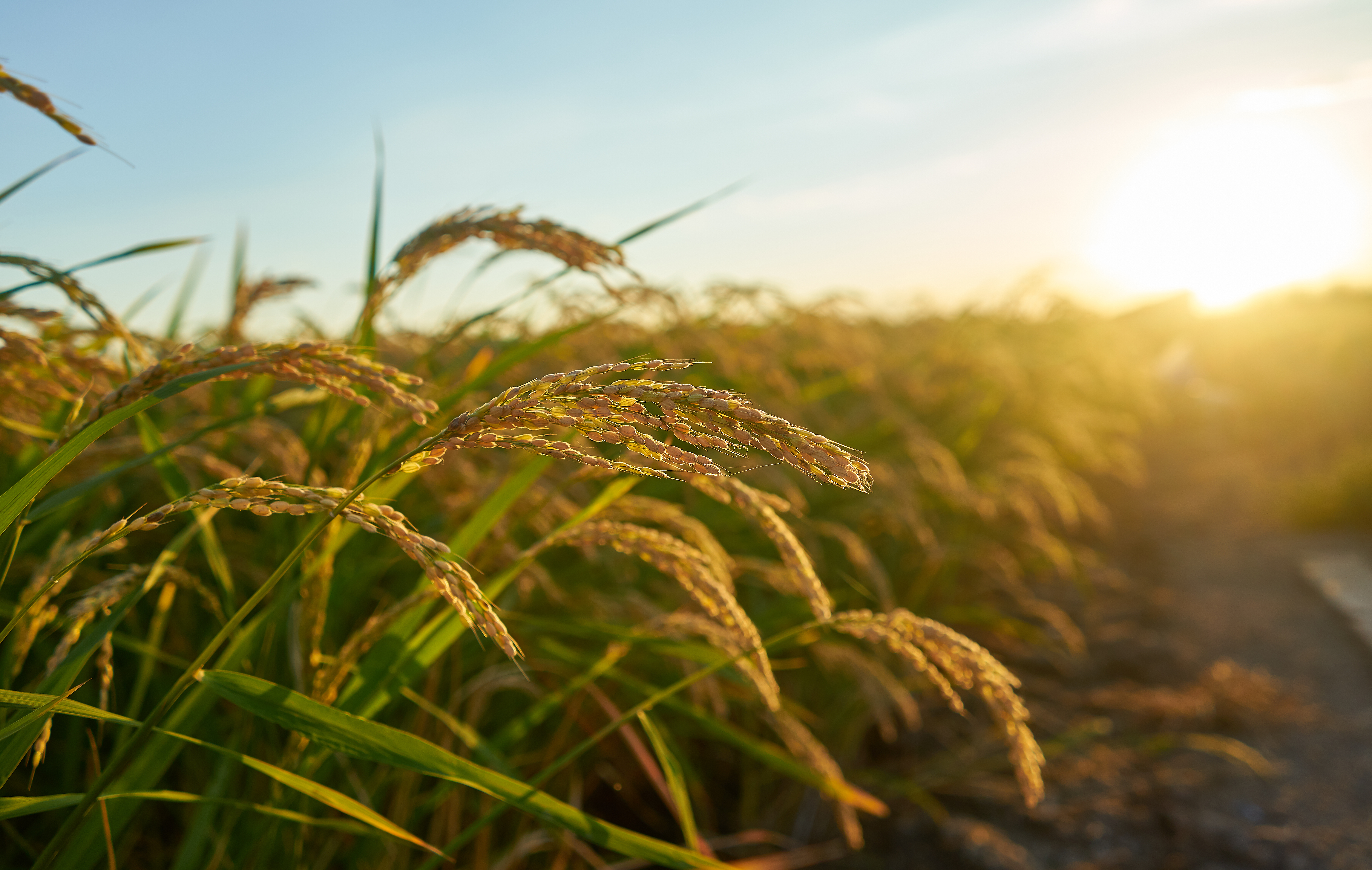 Agro Nature agricultural machinery and fertilizers