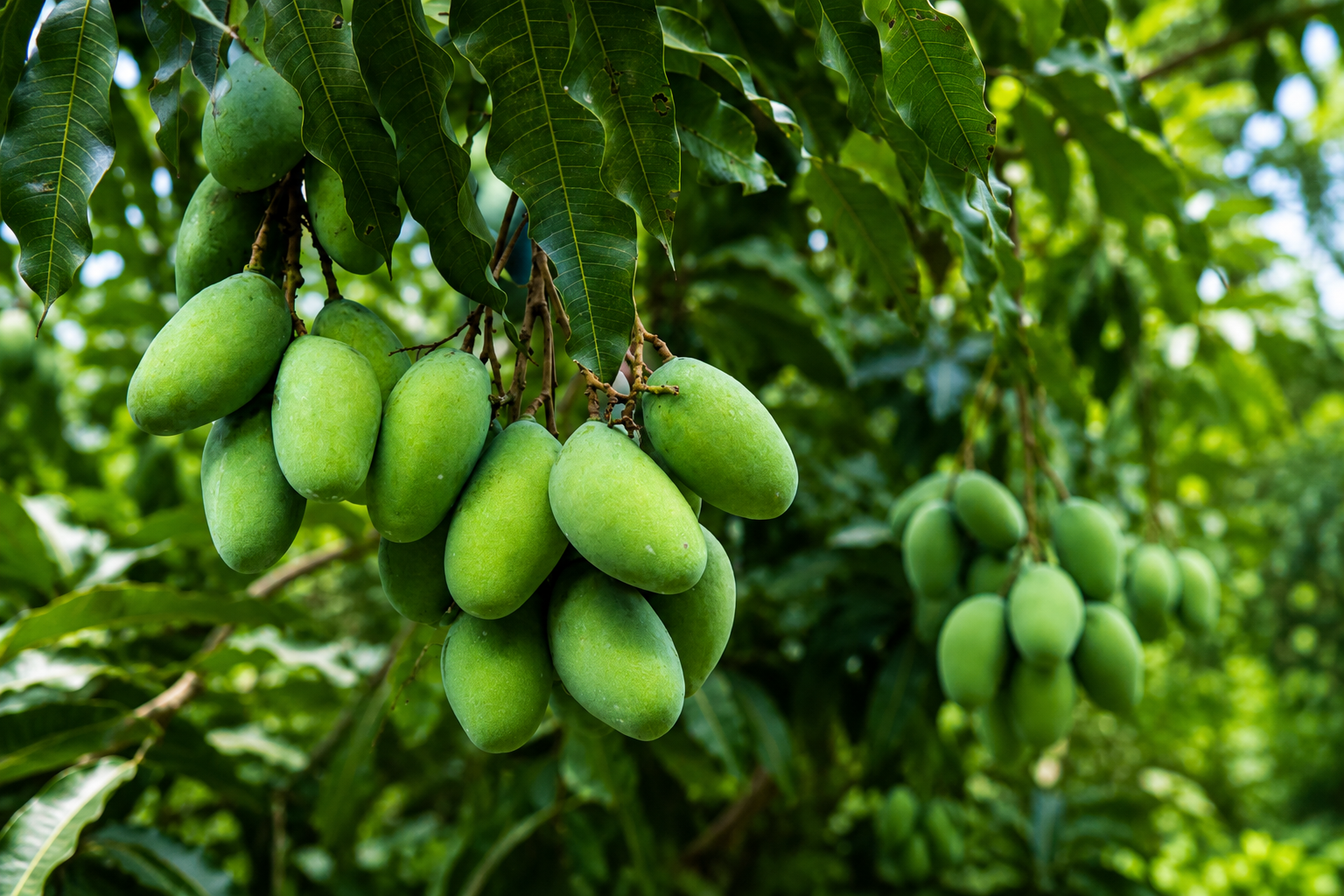 Agro Nature agricultural operations